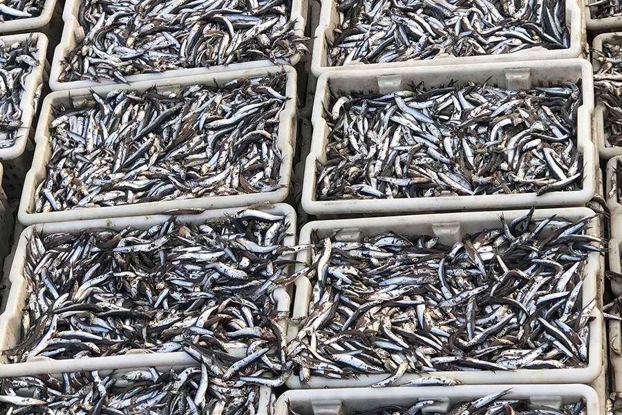 鱼粉原料