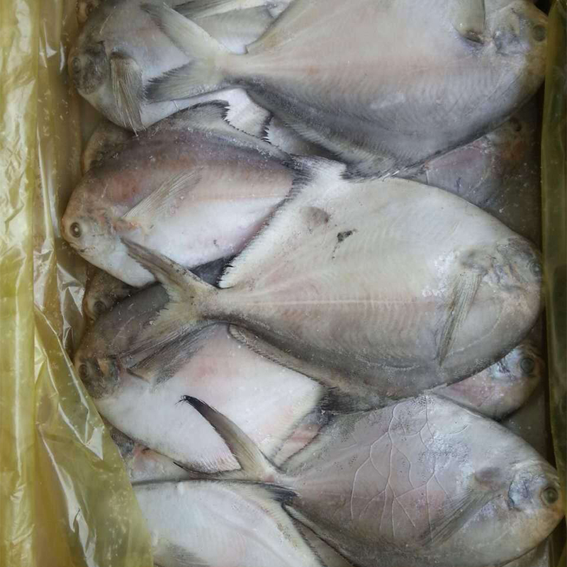 单冻鲳鱼 单冻鲳鱼