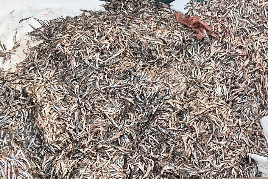 鱼粉原料