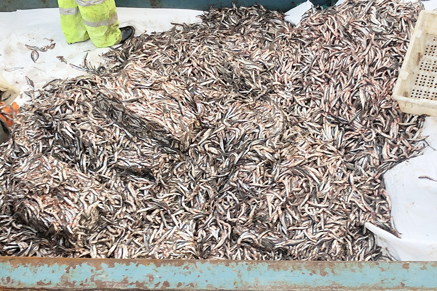 鱼粉原料