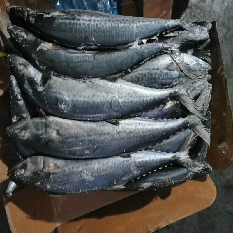 板冻鲅鱼 板冻鲅鱼