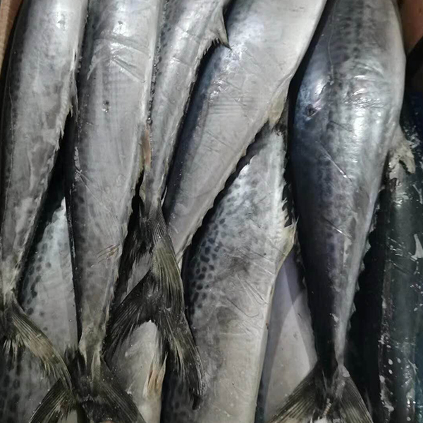 板冻鲅鱼 板冻鲅鱼