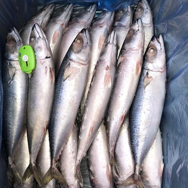 板冻鲐鲅鱼 板冻鲐鲅鱼