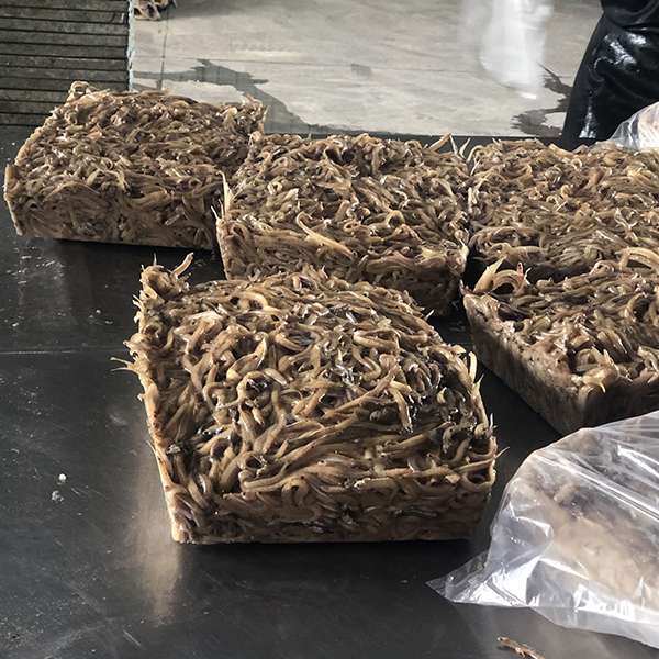 皮条鱼 皮条鱼