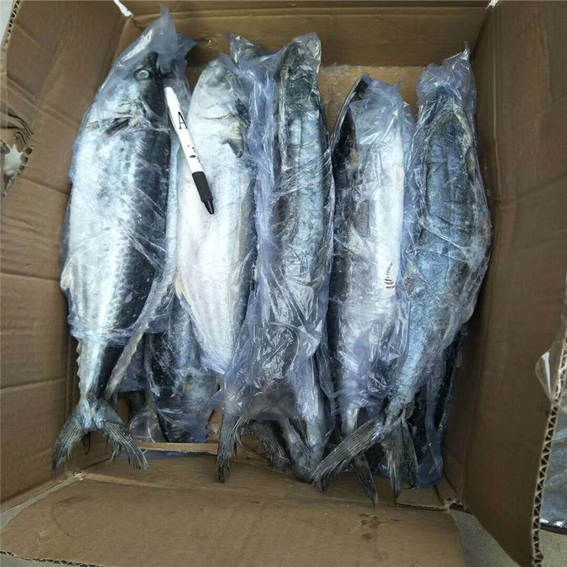 单冻鲅鱼 单冻鲅鱼