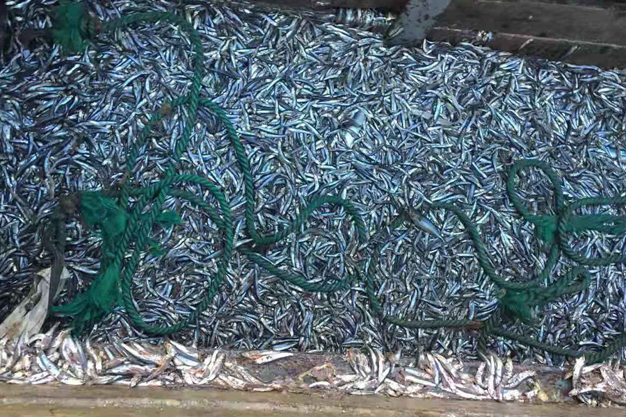 鱼粉原料