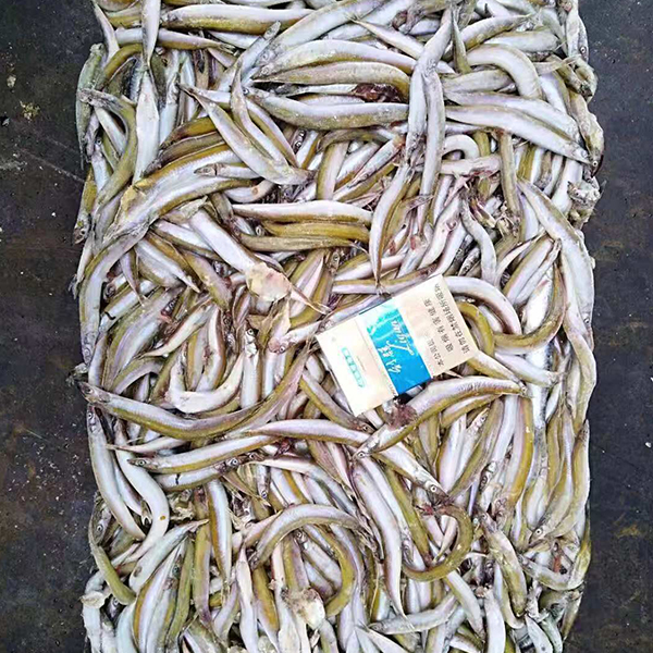 黄沙里钻鱼 黄沙里钻鱼